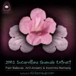 200:1 Incarvillea Sinensis Extract - Pain Remedy, Anxiety & Insomnia Reliever