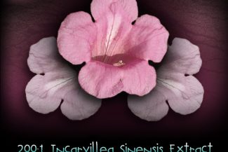 200:1 Incarvillea Sinensis Extract - Pain Remedy, Anxiety & Insomnia Reliever