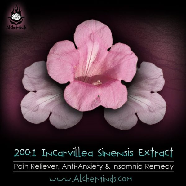 200:1 Incarvillea Sinensis Extract - Pain Remedy, Anxiety & Insomnia Reliever