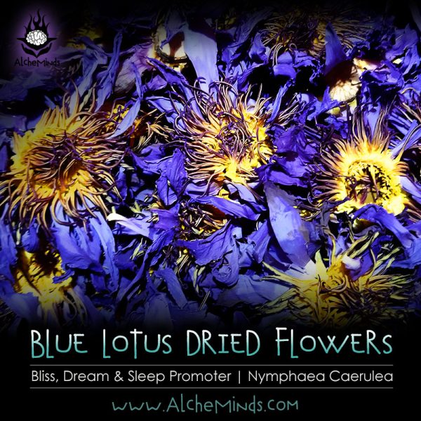 Blue Lotus Dried Flowers: Ecstatic, Hypnotic & Lucid Dream Promoter.