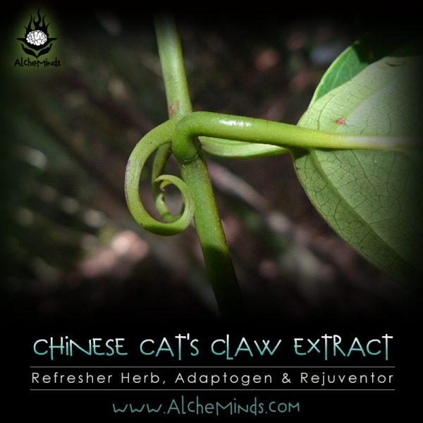Chinese Cat's Claw - Adaptogenic Herb, Reset & Refresh Tolerance..