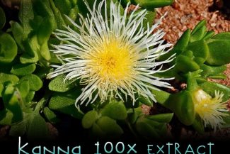 Kanna - Sceletium Tortuosum - Anti-Fatigue, Anti-Anxiety & Kratom Alternative