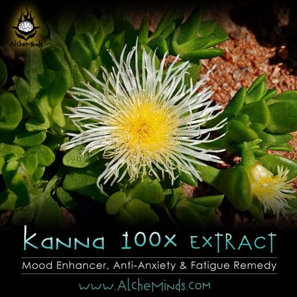 Kanna - Sceletium Tortuosum - Anti-Fatigue, Anti-Anxiety & Kratom Alternative