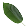 Kratom Aids