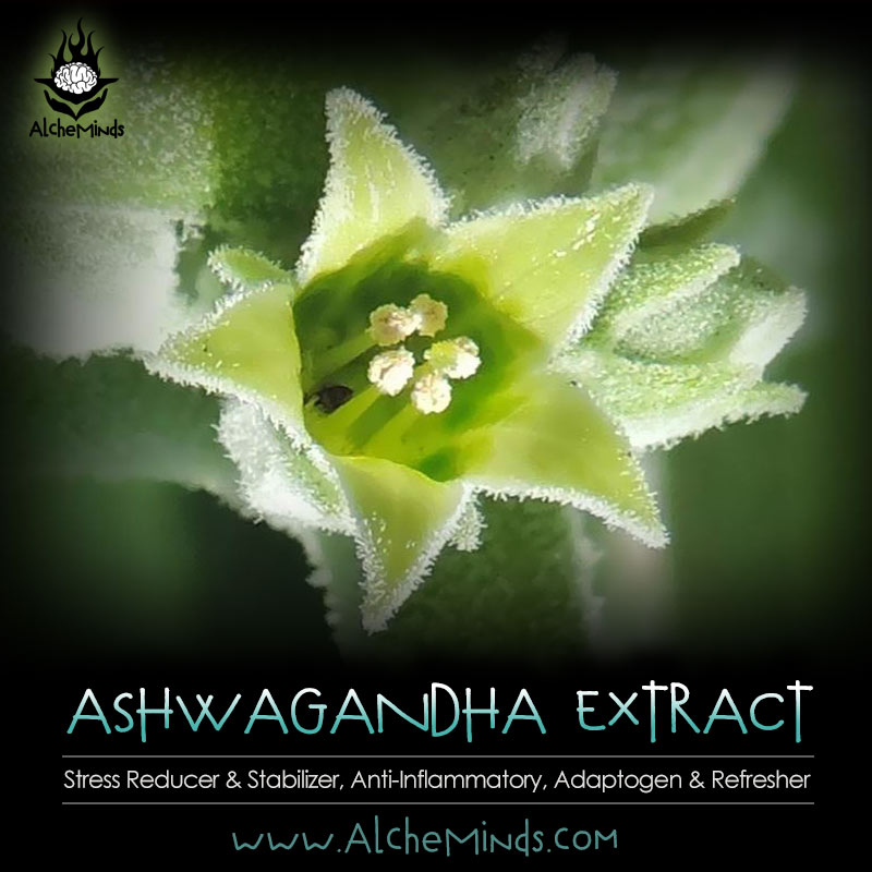 Ashwagandha - Adaptogen, Relaxant, Reset Kratom Tolerance