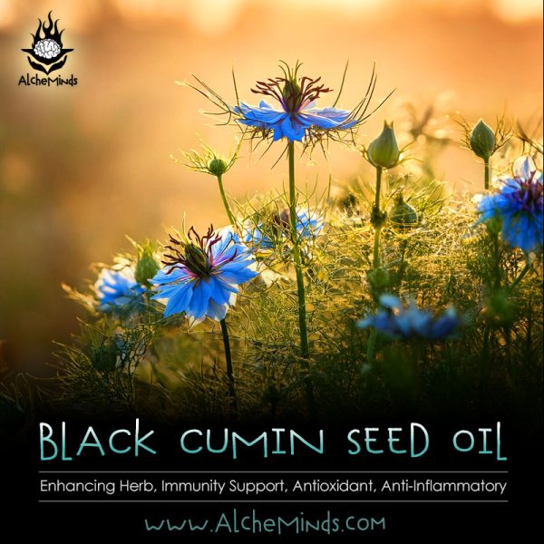 Black Seed Cumin Oil Kratom Booster & Withdrawal Aid