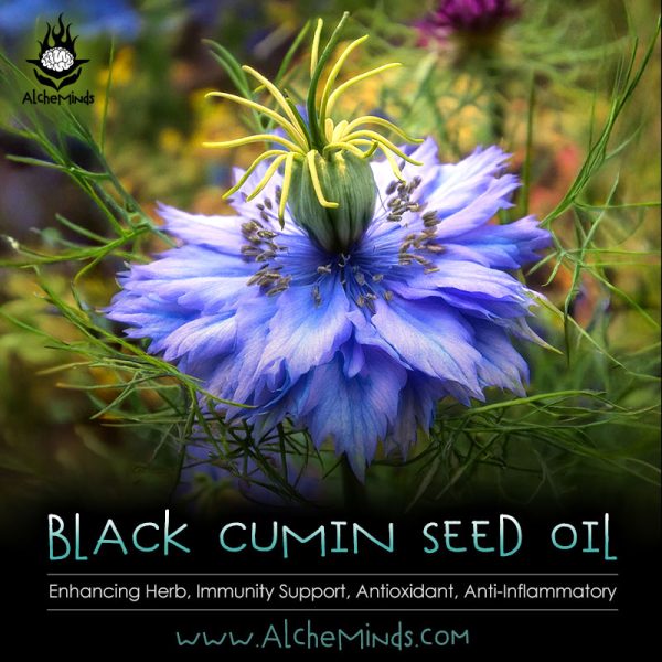 Black Seed Cumin Oil Kratom Potentiator & Quitting Aid