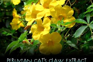 Peruvian Cat's Claw - Immunity Booster, Anti-Inflammatory, Kratom Tolerance Reducer.