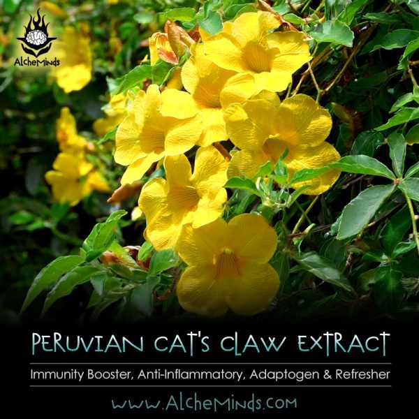 Peruvian Cat's Claw - Immunity Booster, Anti-Inflammatory, Kratom Tolerance Reducer.