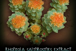Rhodiola Salidrosides - Adaptogen, Stimulant, Reset Kratom Tolerance