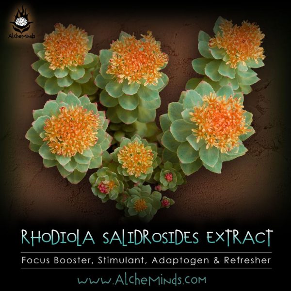 Rhodiola Salidrosides - Adaptogen, Stimulant, Reset Kratom Tolerance