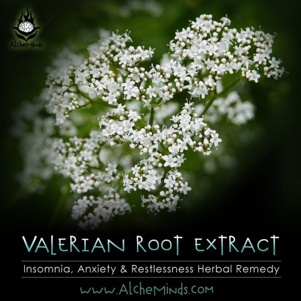 Valerian Root Extract - Insomnia & Anxiety Remedy