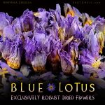 Blue Lotus Dried Flowers - Nymphaea Caerulea - Image 4