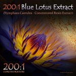 200:1 Blue Lotus Extract (Nymphaea Caerulea)