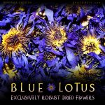 Blue Lotus Dried Flowers - Nymphaea Caerulea - Image 2