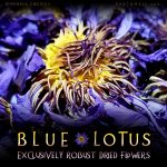 Blue Lotus Dried Flowers - Nymphaea Caerulea - Image 3
