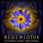 Blue Lotus Dried Flowers - Nymphaea Caerulea