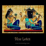 Blue Lotus Dried Flowers - Nymphaea Caerulea - Image 5