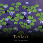 200:1 Blue Lotus Extract (Nymphaea Caerulea) - Image 3