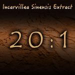 Incarvillea Sinensis 100:1 Extract / Concentrate - Image 2